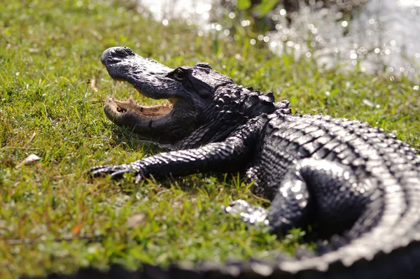 Alligator agressif — Photo