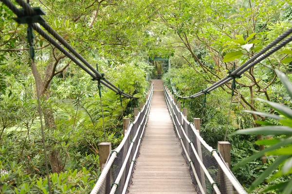 Ponte pedonale in legno nella giungla tropicale — Foto Stock