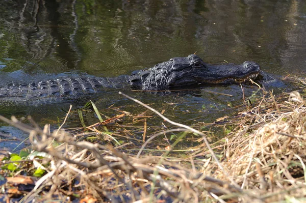 Aligátor v parku everglades — Stock fotografie