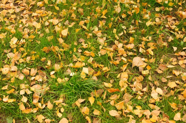 Carpet of fallen golden leaves — Stock Photo, Image