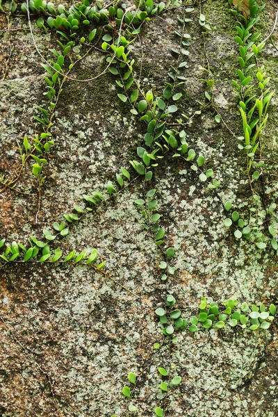 Lichen en la piedra — Foto de Stock