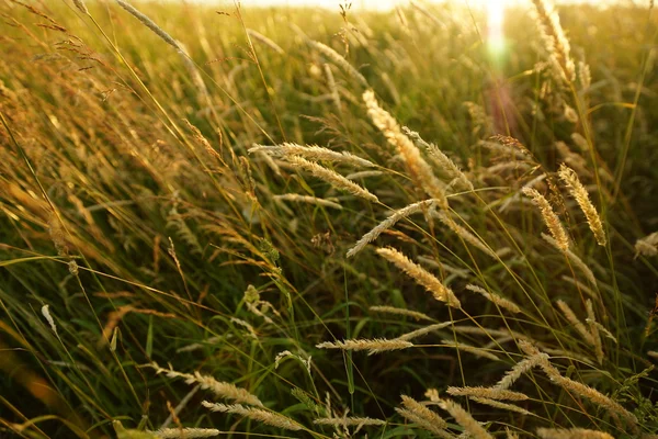 Field of grass — Stock Photo, Image