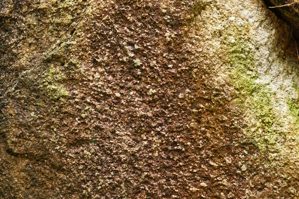 Лишайник на камне — стоковое фото