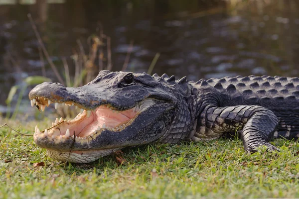 Caimán en el parque Everglades — Foto de Stock