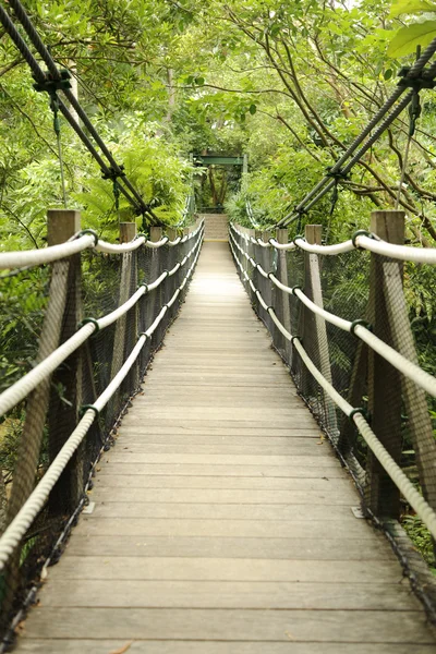 Gångbro i tropisk djungel — Stockfoto