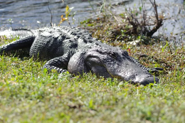 Alligator in Everglades park — Stock Photo, Image