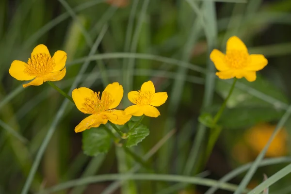 Caltha palustris —  Fotos de Stock