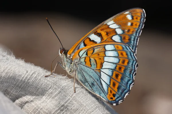 Schmetterling — Stockfoto