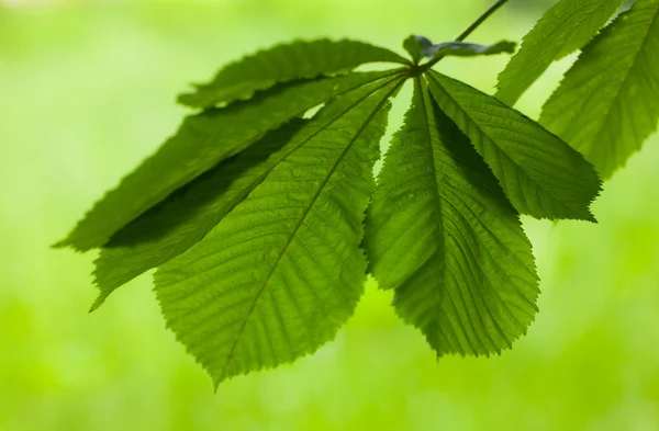 Color verde — Foto de Stock