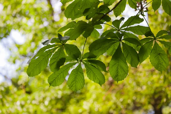 Branche châtaignier — Photo