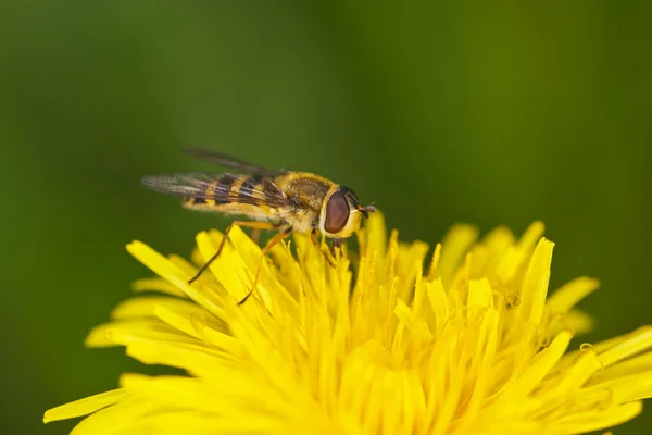 Pollination — Stock fotografie