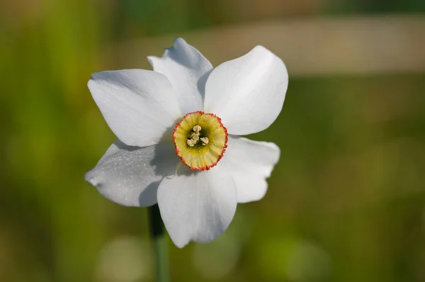 Narciso de cerca — Foto de Stock