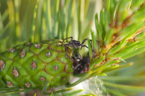 Spinne auf dem Kegel — Stockfoto