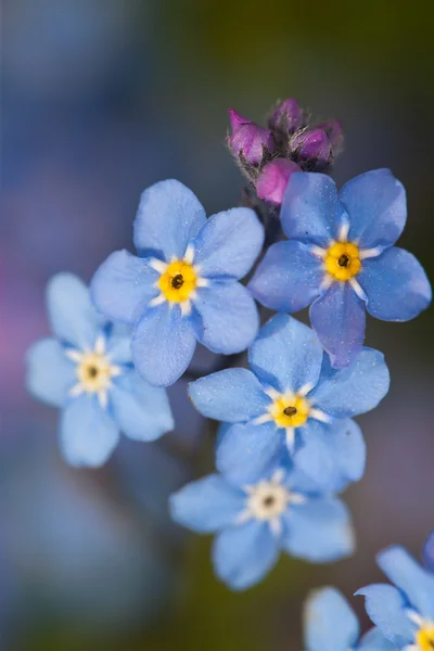 Blå blomster - Stock-foto