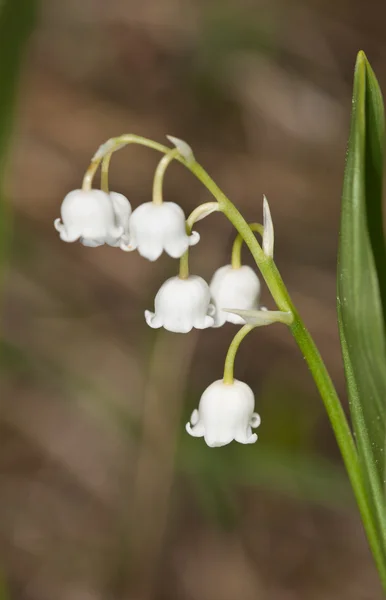 Giglio fiorito della valle — Foto Stock