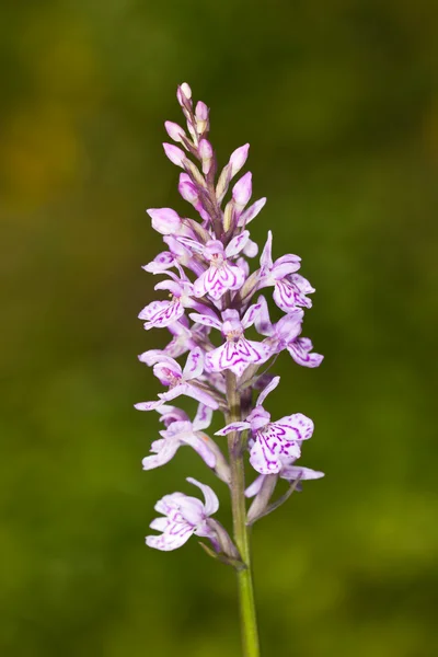 Orchis in the wood — Stock Photo, Image