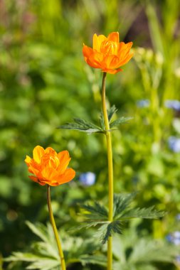 iki portakal çiçeği