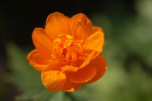 Flor naranja de cerca —  Fotos de Stock