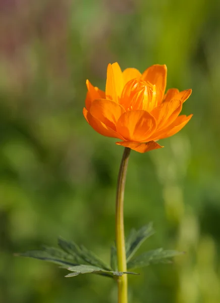 Fiore arancione — Foto Stock