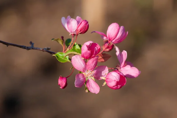 Pink branch — Stock Photo, Image