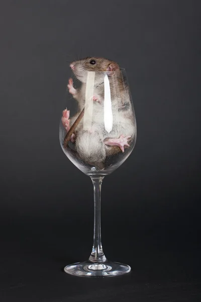 Rato doméstico jovem — Fotografia de Stock
