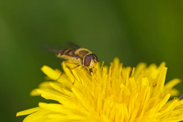 Hoverfly de perto — Fotografia de Stock