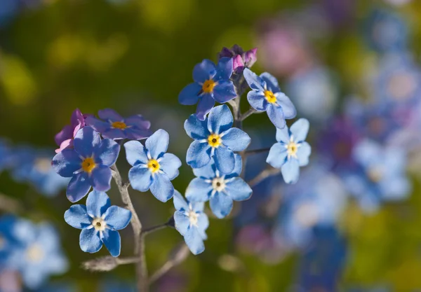 Forget-me-not close up — Stock Photo, Image