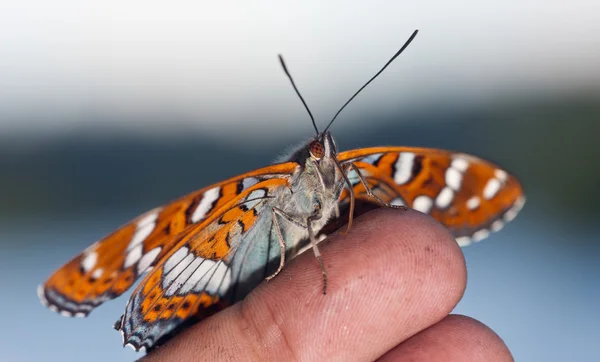 Asas de uma borboleta — Fotografia de Stock