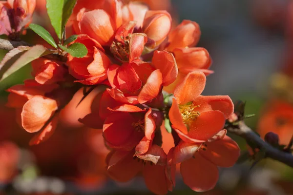 Chaenomeles japonica — Foto Stock