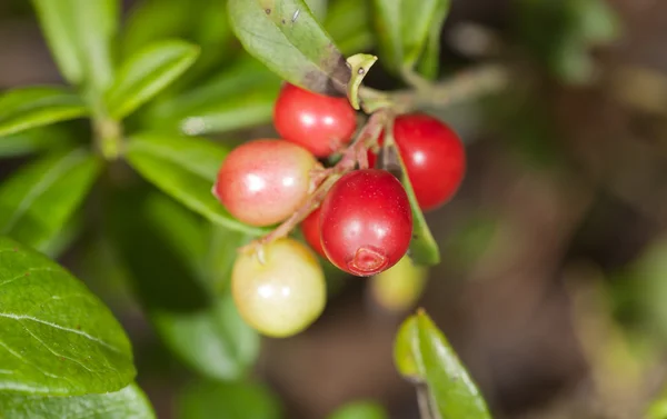 Beeren hautnah — Stockfoto