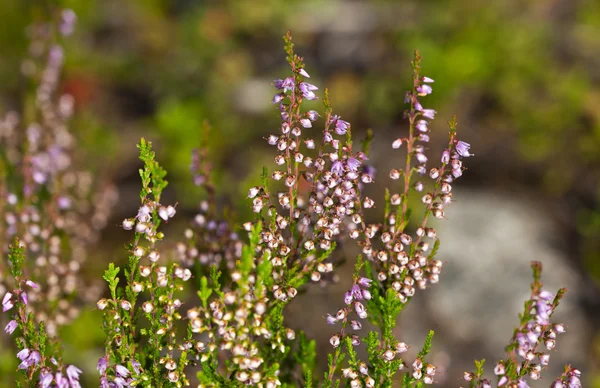 Blossoming heather — Stock Photo, Image