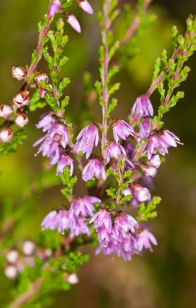 Heather close up — Stock Photo, Image