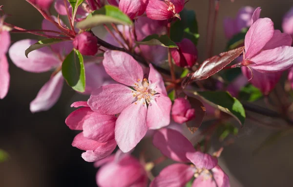 Pink spring — Stock Photo, Image