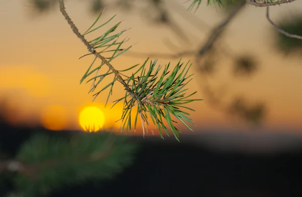 Pine branches against a decline — Stock Photo, Image