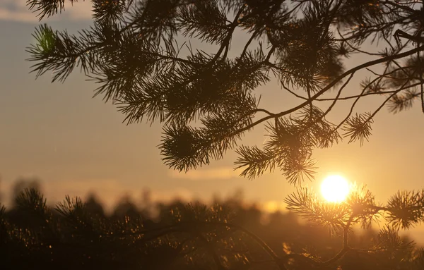 Pine branches — Stock Photo, Image