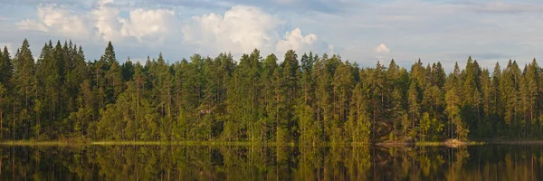 Las na brzegu — Zdjęcie stockowe