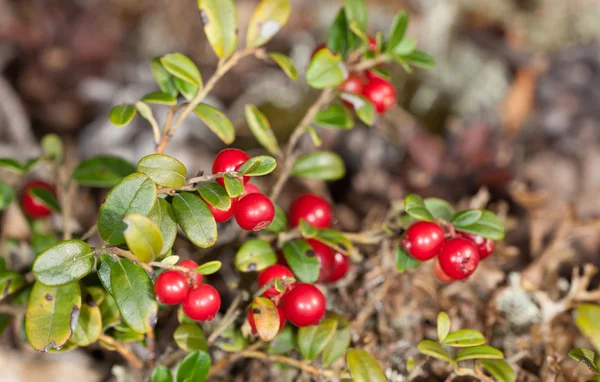 Cowberry bushes — Stock Photo, Image