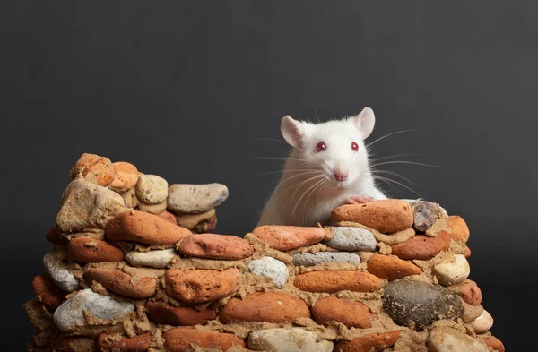 Verteidiger einer Festung — Stockfoto