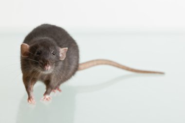 büyük bir kuyruklu fare