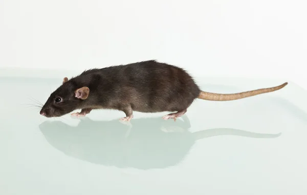 Rat en haar reflectie — Stockfoto