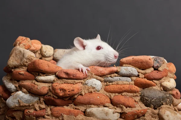 Белая крыса в крепости — стоковое фото