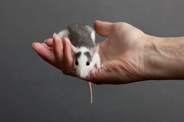 Крыса на ладони — стоковое фото
