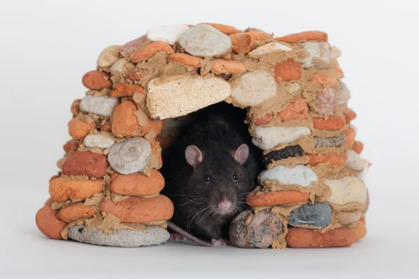 Rat in a stone house — Stock Photo, Image
