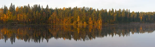Берег лесного озера — стоковое фото