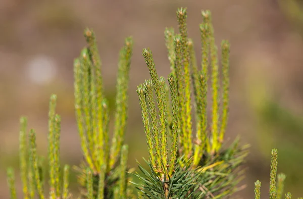 Groene spruiten — Stockfoto