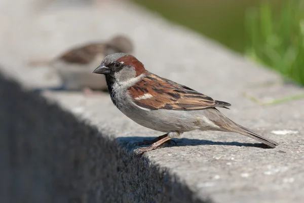 Sparvar på en sten — Stockfoto