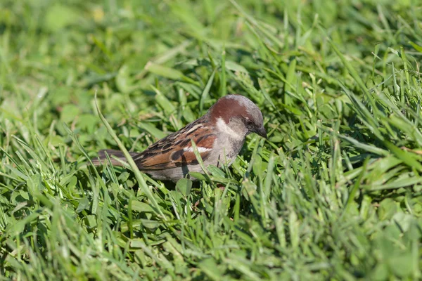 Sparrow in een groene gras — Stockfoto