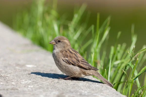 Sparrow on a stone — Stock Photo, Image