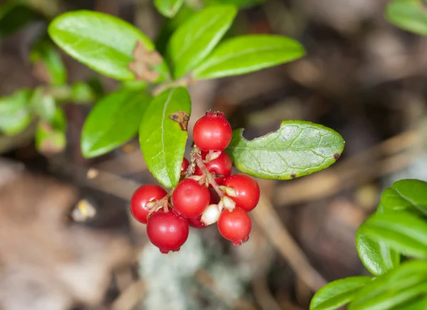 Cowberry 부시 — 스톡 사진