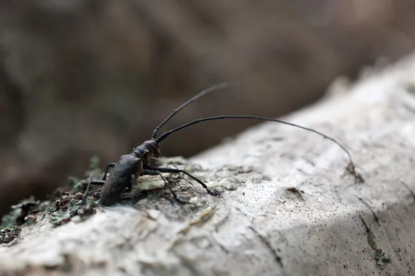 Beetle yakın çekim — Stok fotoğraf